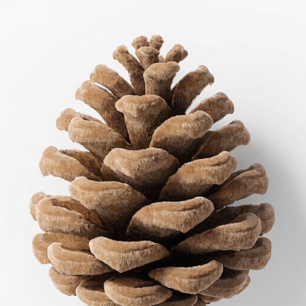 pine cone